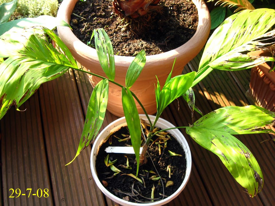microspadix